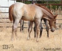 Annabone's 2023 Red Roan Colt